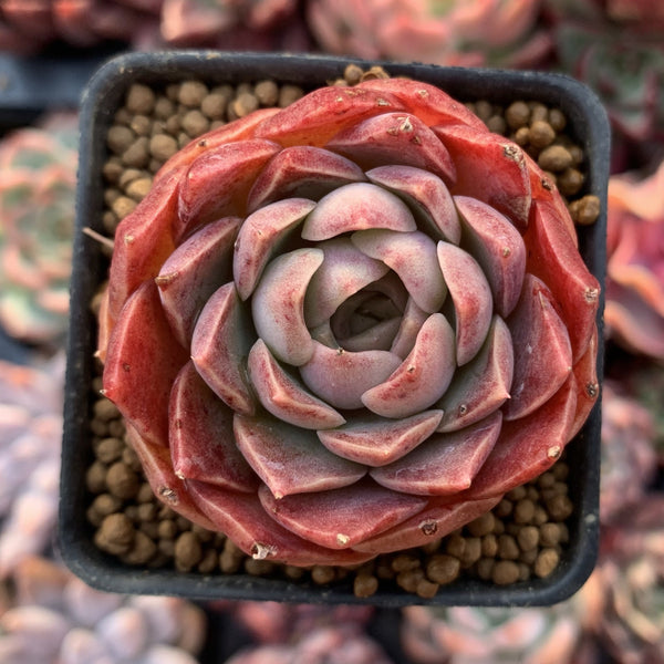 Echeveria 'Mohican' 1"-2" Succulent Plant