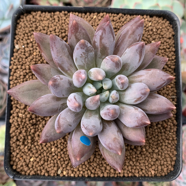 Pachyphytum 'Angels Finger' 2" Succulent Plant