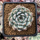 Echeveria 'Saramini' 2" Succulent Plant