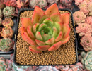 Echeveria Agavoides 'Gold Burger' 3" Succulent Plant