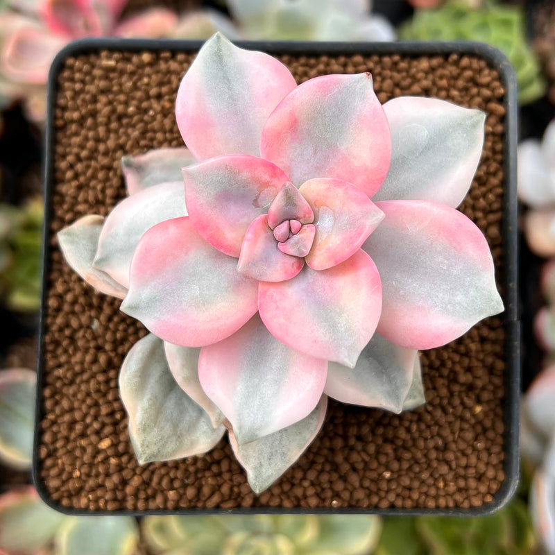 Graptopetalum 'Purple Delight' Variegated 2" Succulent Plant