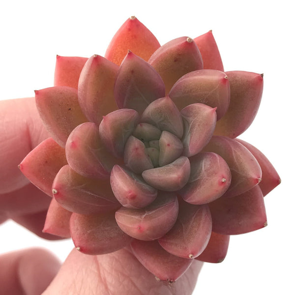 Echeveria Agavoides 'Pink Top' 2" New Hybrid Succulent Plant