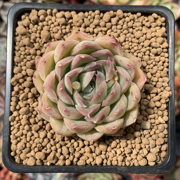 Echeveria sp. 2" Succulent Plant