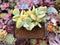 Sedum Allantoides 'Banana Beauty' 3" Cluster Succulent Plant