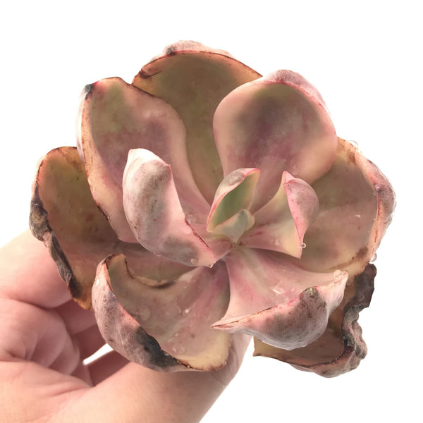 Echeveria 'Golden State' Variegated 3" Rare Succulent Plant