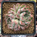 Echeveria 'Zaragoza' Hybrid 3" Succulent Plant