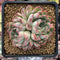 Echeveria 'Zaragoza' Hybrid 3" Succulent Plant