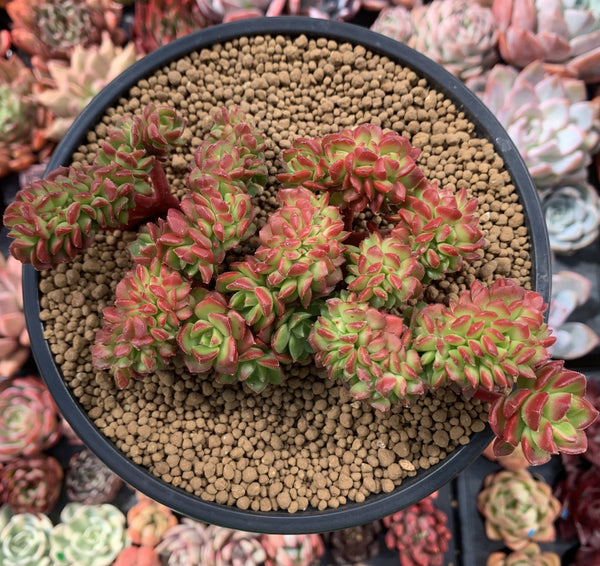 Sedeveria 'Letiza' Crested Cluster 4"-5" Succulent Plant