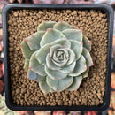 Echeveria 'Silver Queen' Variegated 2" Succulent Plant