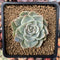 Echeveria 'Silver Queen' Variegated 2" Succulent Plant