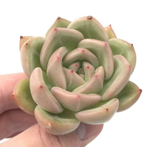 Echeveria Agavoides 'White Champagne' 2"-3" Rare Succulent Plant