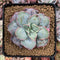 Echeveria 'Blue Spur' 4" New Hybrid Succulent Plant