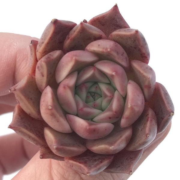 Echeveria 'Jelly Peach' Small 1" New Hybrid Succulent Plant