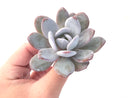 Echeveria 'Laui' 3" Powdery Succulent Plant