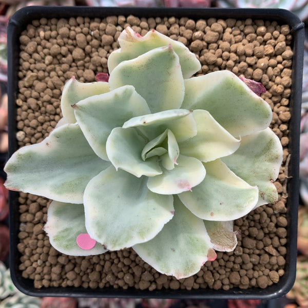 Echeveria 'Japan Moon River' Variegated 3" Succulent Plant