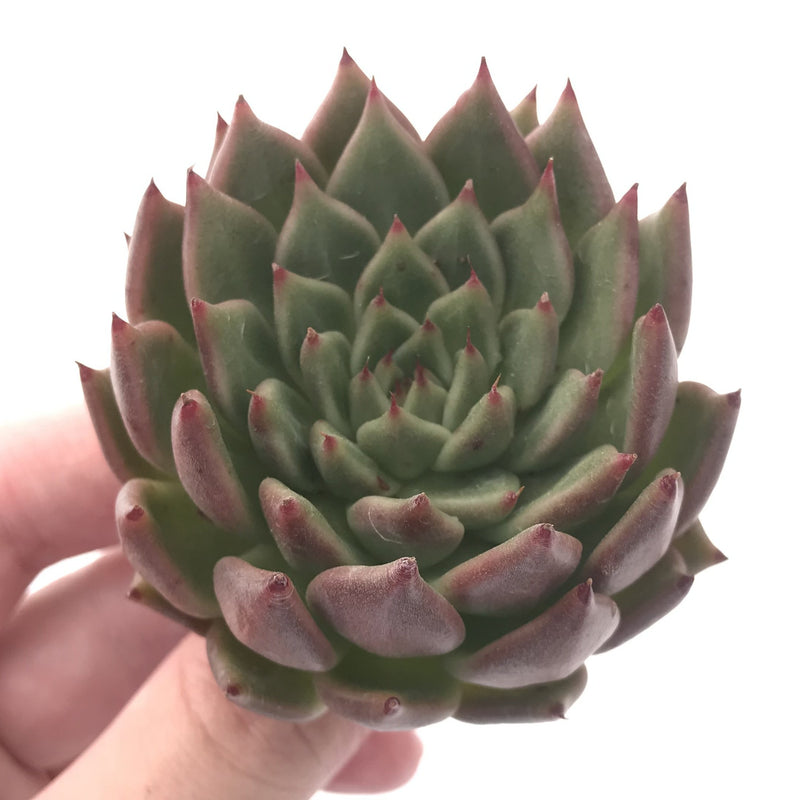 Echeveria 'Zaragosa' Hybrid 3" Succulent Plant