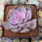 Echeveria 'Perle von Nurnberg' Variegated 2"-3" Succulent Plant