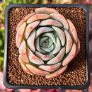 Echeveria 'Apple Grace' 2" New Hybrid Succulent Plant