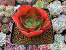 Echeveria 'Nice' 4" Succulent Plant