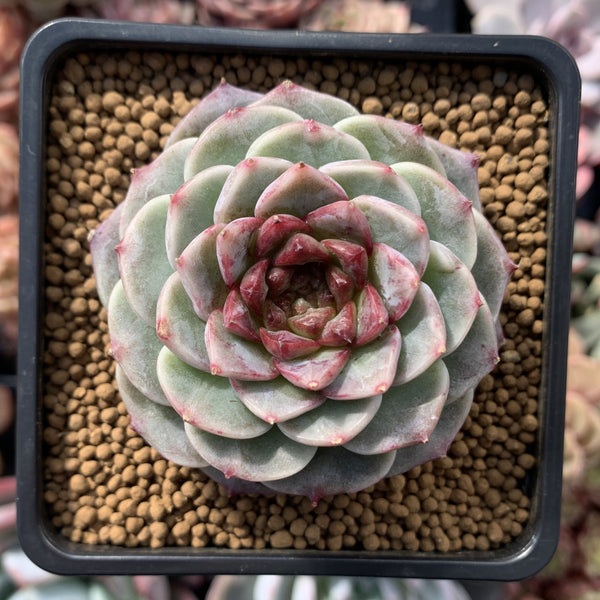 Echeveria 'Red Velvet' 3" Succulent Plant