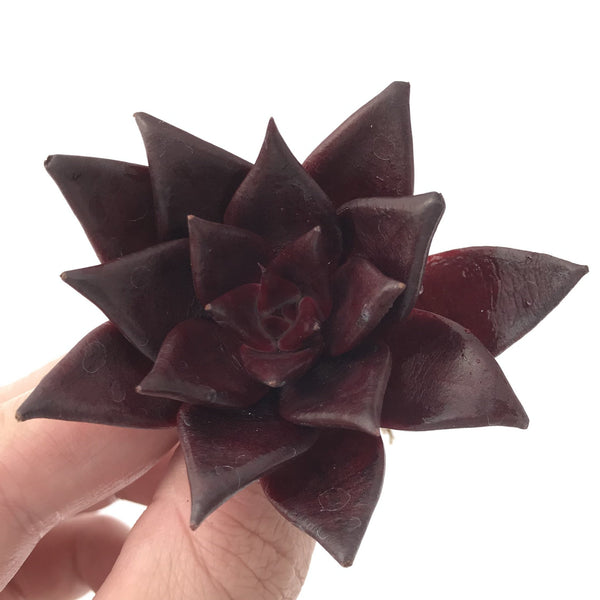 Echeveria Agavoides 'Luming' 1"-2" Succulent Plant