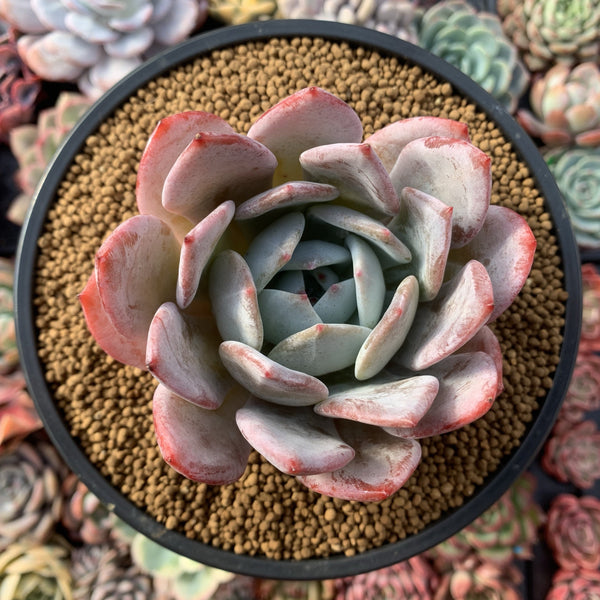 Echeveria 'Ivory' 4" Powdery Succulent Plant