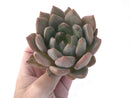 Echeveria 'Zenith' 5" Extra Large Succulent Plant