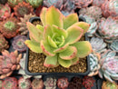 Echeveria 'Golden Glow' Variegated 4" Succulent Plant