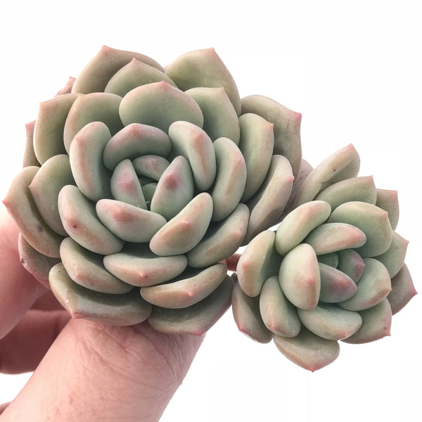 Echeveria Ice Cream 2” Rare Succulent Plant