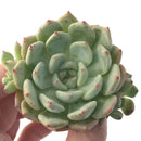 Graptoveria 'Amenova' 2" New Hybrid Succulent Plant