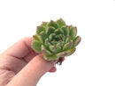 Echeveria 'Amethyst' 2" Succulent Plant