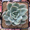 Echeveria 'Luella' Unique Variegated 3" Succulent Plant