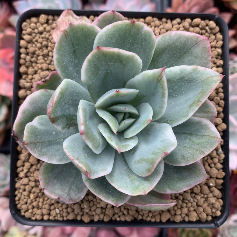 Echeveria 'Luella' Unique Variegated 3" Succulent Plant