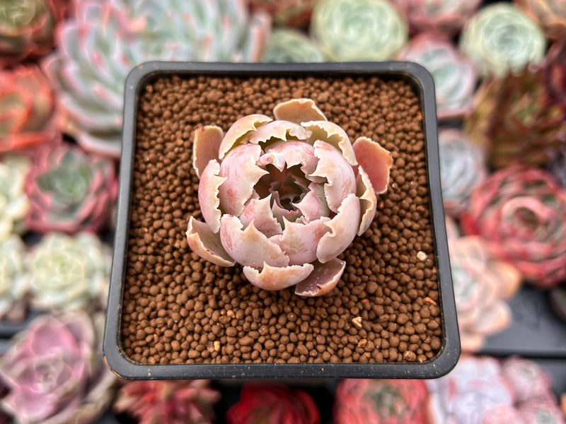 Echeveria 'Apricot' 1" Succulent Plant