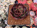 Echeveria 'Apothic Red' 2" New Hybrid Succulent Plant