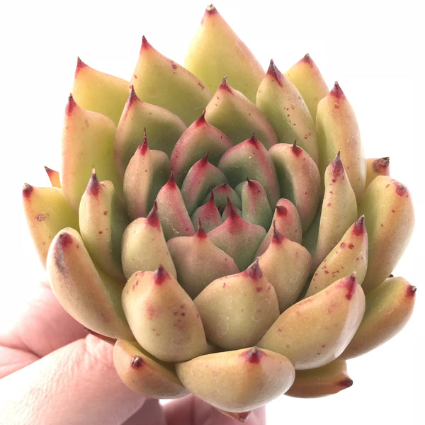 Echeveria Agavoides Maria 4” Rare Succulent Plant