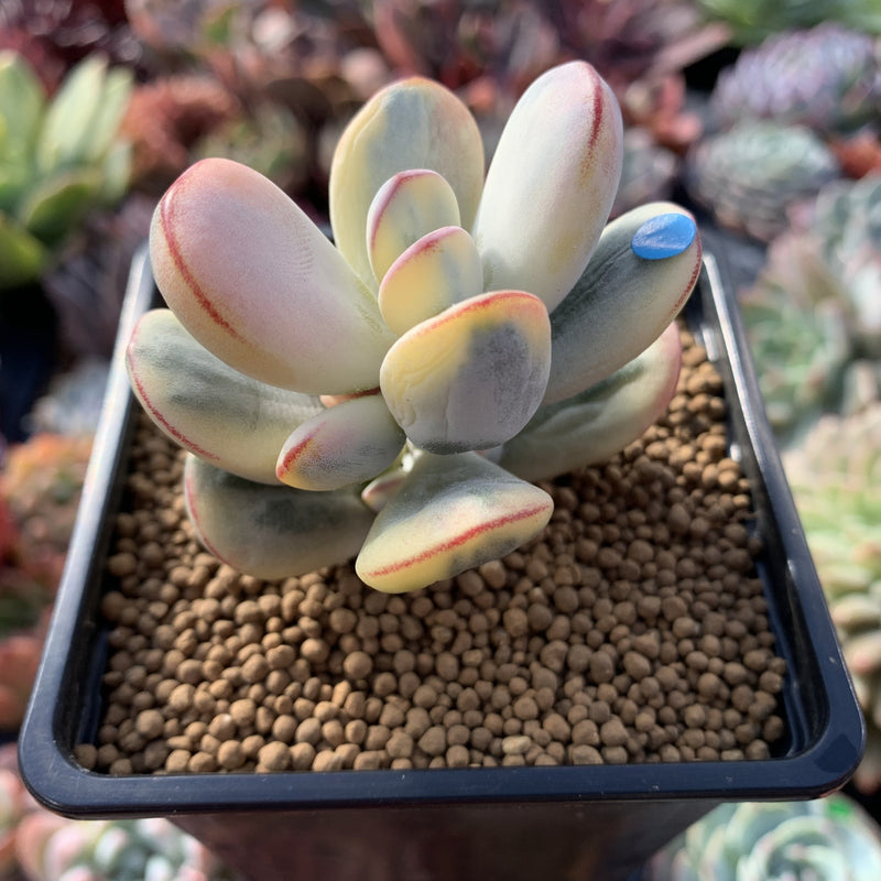 Cotyledon 'Orbiculata' 3" Variegated Succulent Plant