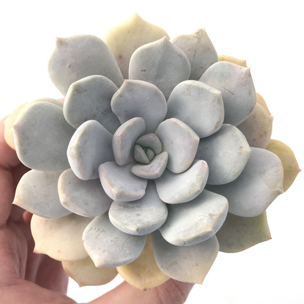 Echeveria 'Tiramisu' 5" Powdery Succulent Plant