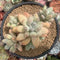 Pachyphytum Compactum 'Sky' 5" Cluster Succulent Plant