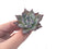 Echeveria 'Black Sabbath' Small 1" Succulent Plant