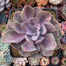 Echeveria 'Perle von Nurnberg' Variegated 5" Succulent Plant