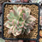 Echeveria 'Mebina' Variegated 2" Succulent Plant