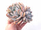 Echeveria Ivory Large Specimen 8” Rare Succulent Plant