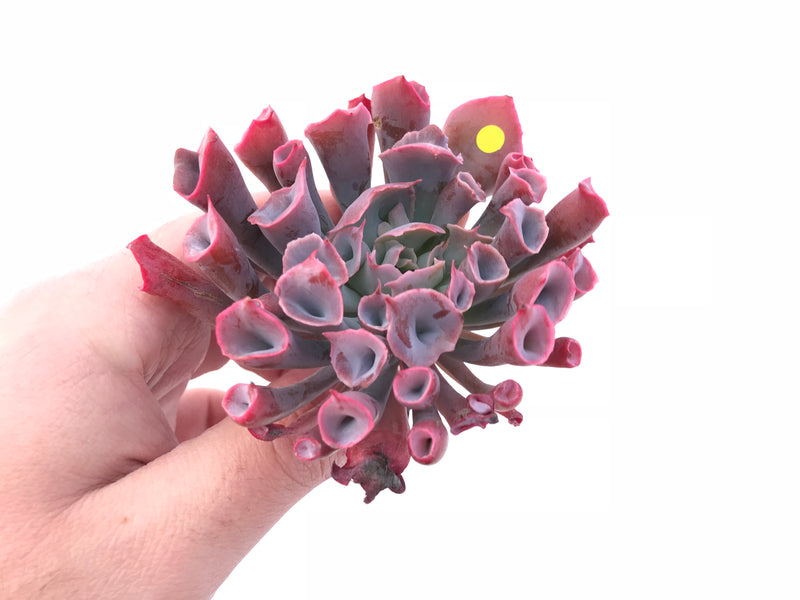 Echeveria Trumpet Pinky Large 3” Rare Succulent Plant