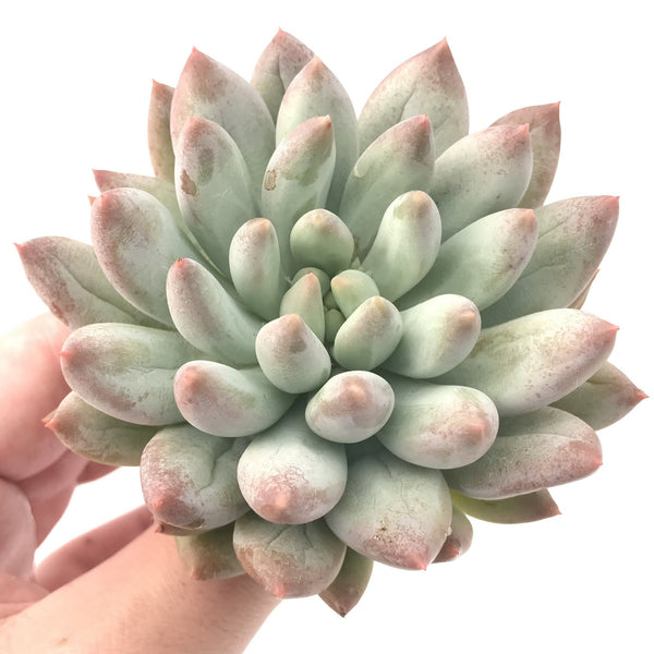 Echeveria 'Venus' 3" Powdery Succulent Plant