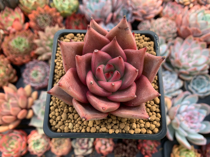 Echeveria Agavoides 'Red Ebony' 3" Succulent Plant