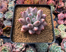 Pachyphytum 'Angels Finger' 4" Succulent Plant