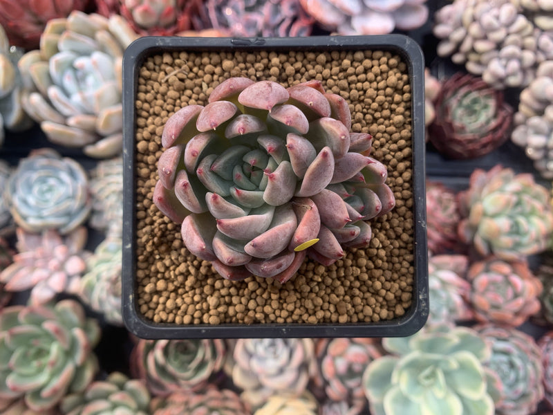 Echeveria Agavoides 'Magic Plot' 2" Succulent Plant