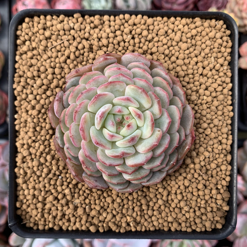 Echeveria 'White Farm' 2" Succulent Plant