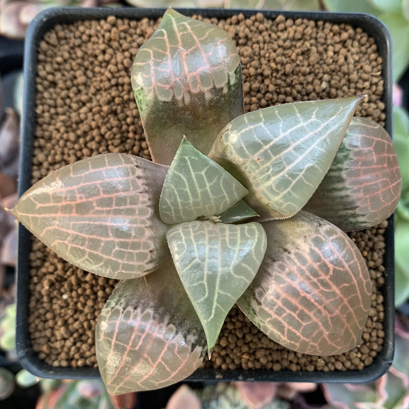 Haworthia Comptoniana 'Crystal' 2"-3" Succulent Plant